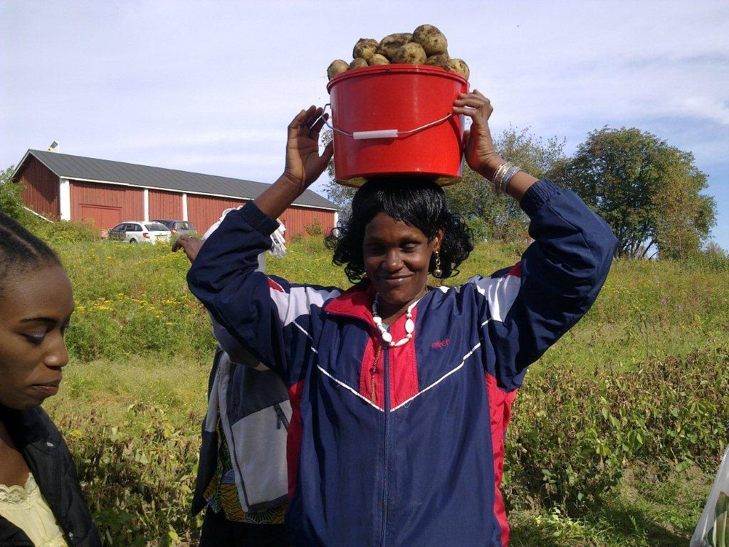 Satoa korjaamassa.