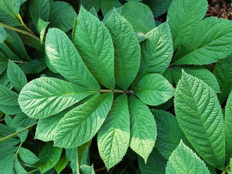 isot lehdet_kuvaaja_EssiLaitinen.jpg